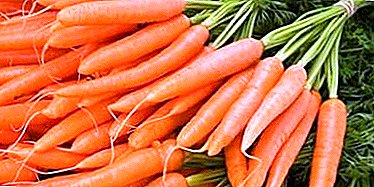 Leckere und gesunde Karotten - kann man mit Diabetes essen? Nutzungsbedingungen, Saftrezepte