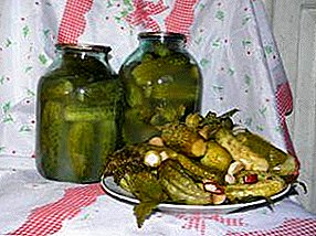 Delicious and crunchy: how to make pickled cucumbers? The best recipes for cooking