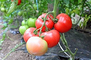 Pink Paradise Leckere und gesunde japanische Tomaten: Besonderheiten des Wachstums in einem Gewächshaus
