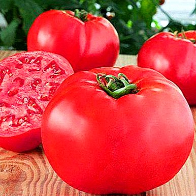 Herkullisia ja mahtavia tomaatteja "Vadelma-jättiläinen": lajikkeen kuvaus, viljely, tomaattien kuva