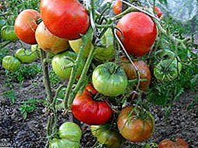 Delicious, delicate fruits will delight a gardener who grows an early ripe hybrid of tomato “Red cheeks”