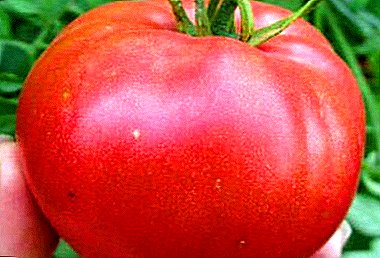 Skanūs pomidorai „Volgograd Pink“: veislės ypatybės ir veislės aprašymas