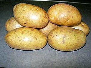 Délicieux invité de Hollande - Pommes de terre innovatrices: description de la variété, caractéristiques