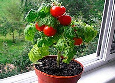 Delicious and fragrant tomato Pinocchio: instructions for growing on the windowsill, as well as subsequent care