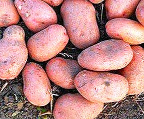 Heerlijke en mooie aardappel "Slavyanka": beschrijving van een heerlijke variëteit aan Oekraïense selectie