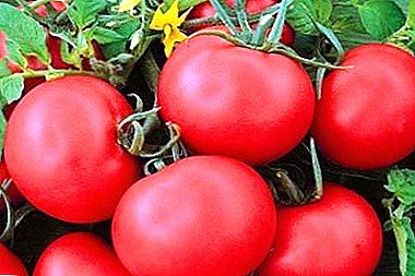 Delicious and beautiful tomato "Festive": description of the variety and its features