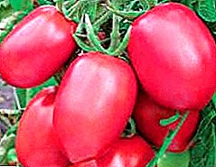맛있고 재배하기 쉬운 잡종 토마토 "초보자 핑크"
