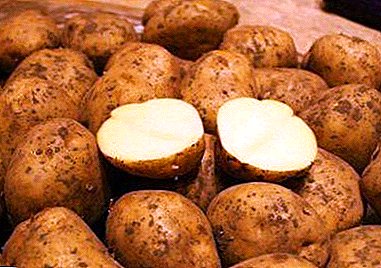 Ukusni i plodni Belmondo krumpir: opis sorte, karakteristike i fotografije