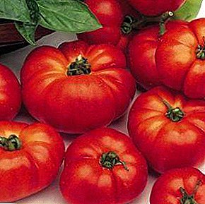 Pomodoro delizioso e fruttuoso "Marmande": descrizione della varietà e della foto del frutto