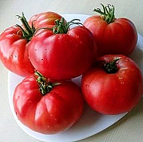 Tomate sabroso y resistente a las enfermedades - variedad de tomate "Raspberry Giant"