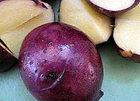 Herkullinen peruna "Gypsy": kuvaus lajikkeen ja kuvan kauneudesta violetilla