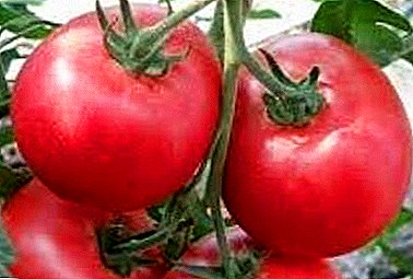 Velsmagende, smuk, frugtbar - beskrivelse og karakteristika af en række tomater "Korneevsky"