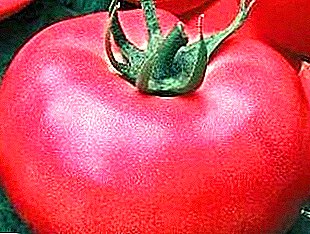 Läckra favorit av bönder och pickles tomat "Crimson Viscount"