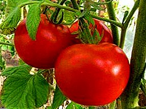 Skanus anksti prinokusių pomidorų su romantišku pavadinimu - „žemiškoji meilė“: veislės ir auginimo savybių aprašymas