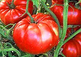 الطماطم اللذيذة رجل الدهون "العملاق الأحمر": وصف متنوعة ، الصورة