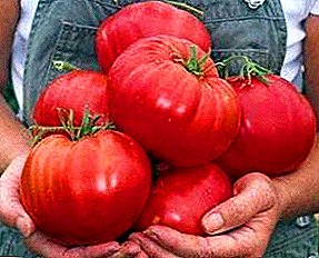 Maitsev hiiglane teie aias on hiiglaslik vaarikas tomat: sordi kirjeldus, selle omadused ja viljelusmeetodid