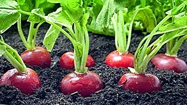 The effect of radishes on men's health: how to get the maximum benefit? Tips and recipes