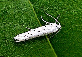 Attention! Threat to your landings! South American tomato moth and other miners
