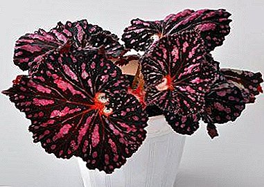 Variétés de bégonia exquis "arme féminine" et "passion ardente", ainsi que des signes de fleurs mâles sur la plante