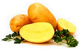 Απαιτείται και αγαπήθηκε: ποικιλία πατάτας Zorachka