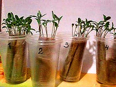 Is it possible to plant a tomato on seedlings without land and how to implement it correctly?