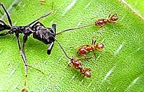 Εχθροί ενοχλητικών σφαλμάτων - ποιος τρώει μυρμήγκια;