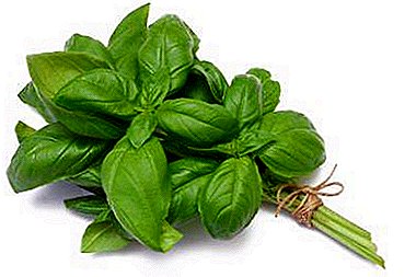 Harm and benefits of basil for men. Features of reception and recipes of delicious dishes