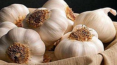 Harm and benefits of garlic: how does the plant affect the heart and blood vessels, how to be treated with it?