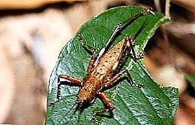 Skadedyr med en stemme: en cicada er hvid, sang, japansk og andre arter