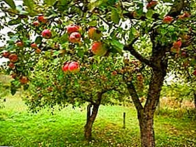 Ongedierte van fruitbomen - wie moet hoede zijn voor een tuinman