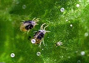 Perosak di rumah hijau dan perjuangan menentang mereka: Spider mite