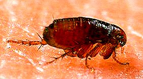 Not only harmful to animals! Are fleas dangerous for humans? What diseases do they suffer?