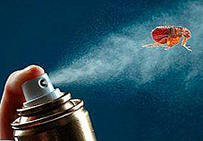 ¡Todo lo que puedas matar a los parásitos! Medios eficaces de pulgas: champús, vacunas, sprays y otros.