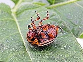 All you need to know about the preparation of Tanrek from the Colorado potato beetle