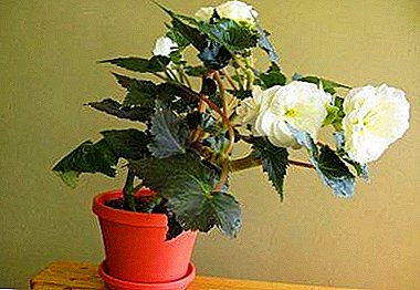 Everything you need to know about how to keep begonias in the winter at home