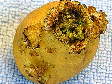 All that is important to know about potato cancer: the causative agent, signs and protection against infection