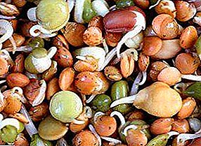 Toate etapele pregătirii semințelor pentru însămânțare: piper, tomate, dacă este necesar să se sacrifice și să se barbuleze, cum să le conduci