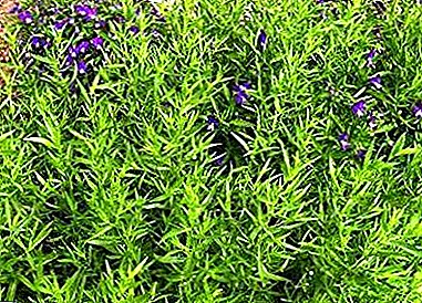 All stages of growing tarragon from seeds: selection of varieties, preparation, planting, care