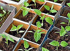 Todas as nuances do cultivo de sementes de pimentão em casa: preparação antes de plantar e cuidar de mudas