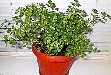 All the nuances of growing parsley from the seeds on the windowsill in the apartment or on the balcony. Analysis of possible problems