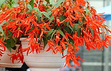 Todo sobre la Begonia boliviana: características de plantar y cultivar una flor en casa y en el sitio