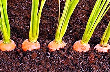 All about the method of weeding carrots with kerosene. List of alternatives