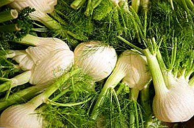 All about the beneficial properties of fennel and contraindications for women. Application in cosmetology, cooking, medicine