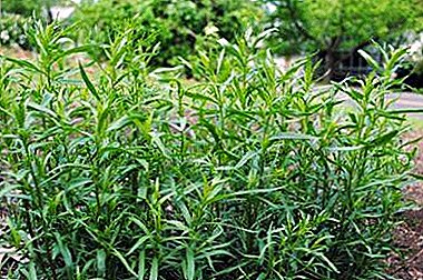 All about the beneficial properties of tarragon seasoning, its preparation and use in cooking and medicine