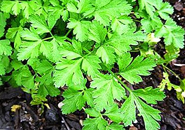 All about planting parsley in the spring in the open field or at home. What should be the care at first?