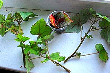 Todo sobre la reproducción de flores. ¿Cómo erradicar los esquejes de begonia en casa?