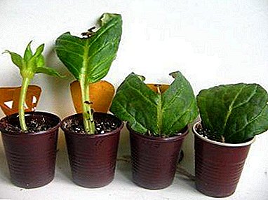 Alt om opdræt Gloxinia stiklinger: Reglerne for plantning og rooting tops of shoots