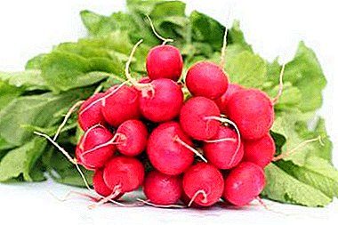 All about Sora radish: history of origin, characteristics of the variety, practical recommendations for growing