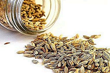 All about parsley seeds: species description, chemical composition and much more. How to apply for treatment?