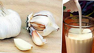 Alt om en blanding af kefir med hvidløg: fordelene, skaden og trin-for-trin madlavningsinstruktioner